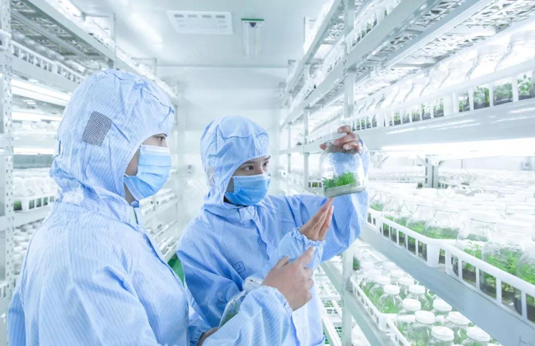 植物組培室設計的基本布局有哪些？植物組培室的基本布局有什么？